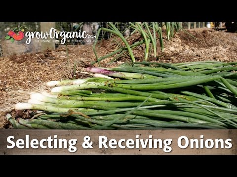 Selecting Onions, Ordering And Receiving Your Onion Transplants