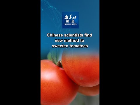 Xinhua News | Chinese scientists find new method to sweeten tomatoes