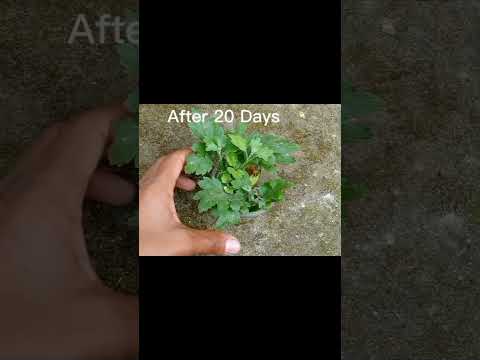 How to Grow Chrysanthemum from Cutting in Water.After 20 Days.#shots #garden