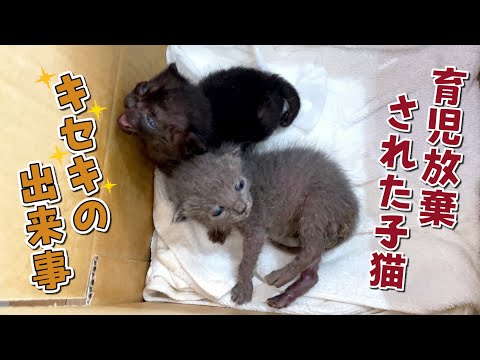 保護した産まれたての子猫に起きたキセキのお話