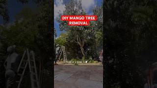 DIY Mango Tree Removal. #beforeandafter #diy #mangotrees #treeremovalnearme #landscaping #treework