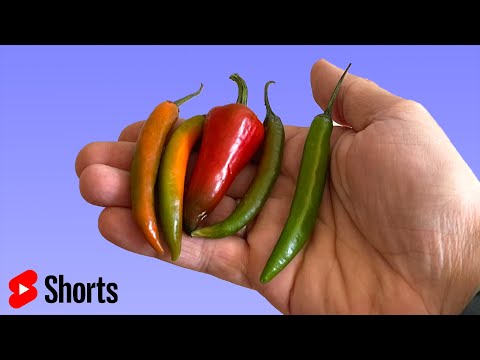 Shorts: Growing chillies is hard