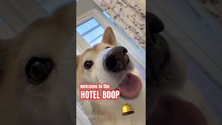 hotel boop 🛎️ #cutenessoverload