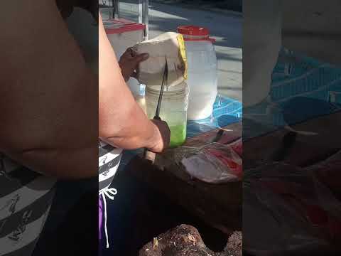 fresh / satisfying coconut water #coconutwater #streetfood #youtubeshorts @GatchieJr33