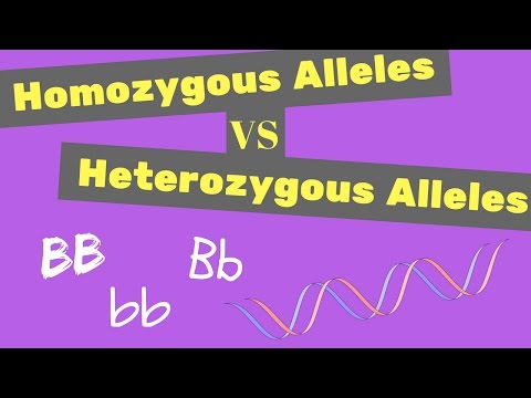 Homozygous vs Heterozygous Alleles | Punnet Square Tips