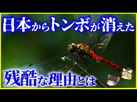 【ゆっくり解説】日本のトンボが激減した本当の理由とは…？「トンボ」とは何者なのか？を解説/トンボ島と呼ばれた日本のトンボの過去と現在