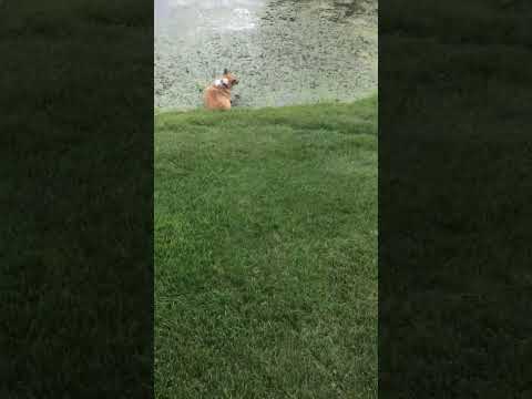 Corgi goes Leroy Jenkins chasing a frog.