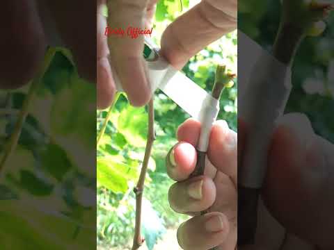 Grapes Plant Grafting #Grapes #grafting #homegarden #fruit #satisfying