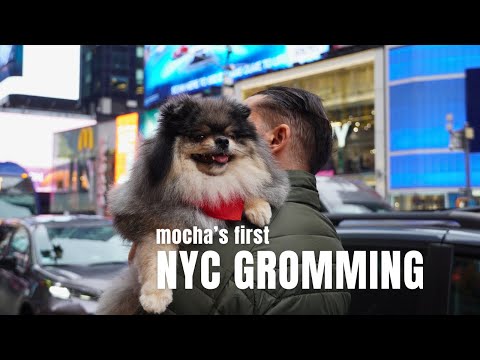 A NYC Dog Grooming Experience at Petco Union Square | Life in NYC