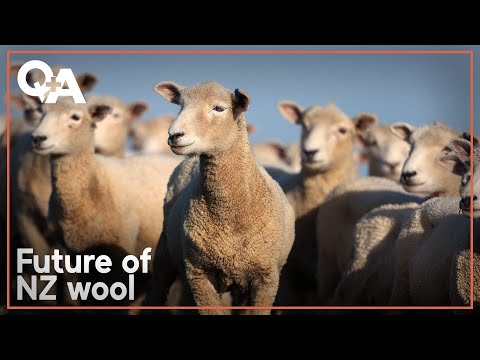 Will skills crucial for NZ's wool industry vanish? | Q+A 2024