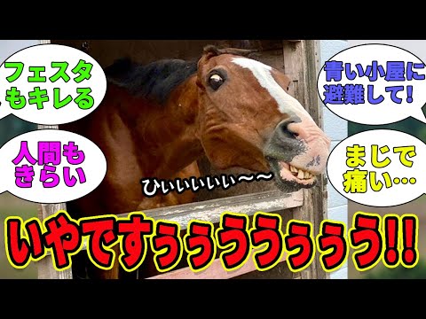 【メイショウドトウ】アブですぅぅぅ!!来ないでくださいぃぃぃ‼に対するみんなの反応集【競馬の反応集】