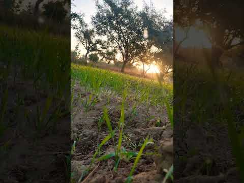 Pani Ki Bunde Or Ek Sundar Seen /Water Drops On wheat 🌾 Top / #vlog #goodvibes #inspiration #life