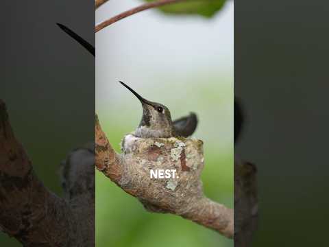 My Hummingbird nest eggs just hatched!!