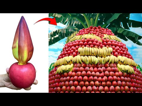 The best method of grafting banana trees from banana with apple fruit | Grafting banana tree