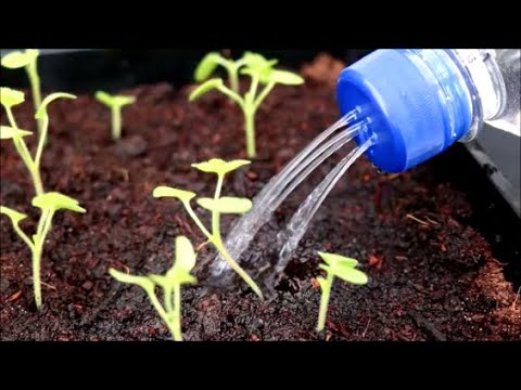 Garden Hack - 1 Minute Soda Bottle Seedling Waterer