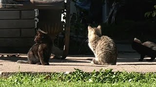 "They're running the neighbourhood": Ont. couple's property being overrun by feline infestation