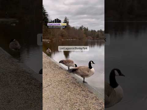 Lost Lagoon in Stanley Park, Vancouver - Vancouver Page