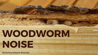 Woodworm noise  | Relaxing Nature Sounds for Sleep-Study-Meditation