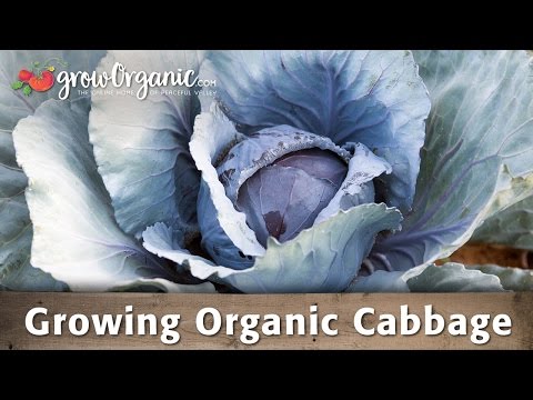 How to Grow Organic Cabbage