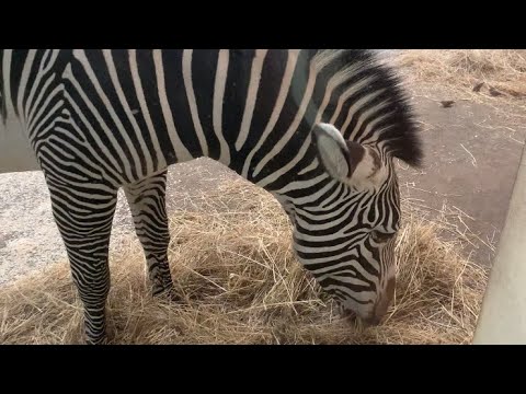 Grevy’s Zebras at Zoo Praha - 07/01/24