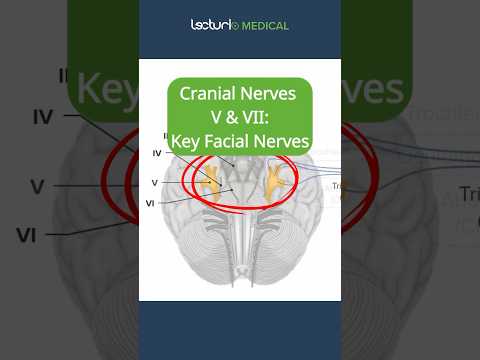 Cranial Nerves V & VII: The Facial Nerves 😊 #TrigeminalNerve #FacialExpression #CranialNerves #USMLE