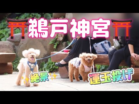 2023秋✨宮崎&鹿児島の旅⑥【絶景✨鵜戸神宮で最高のお散歩をした日🐾🐶】#鵜戸神宮 #運玉投げ