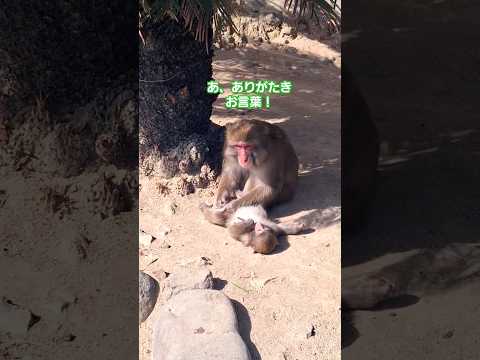 ニホンザル❤️何故かこざるの態度が大きい🐵✨カワイイー🥰 #おもしろ #動物  #淡路島モンキーセンター #shorts