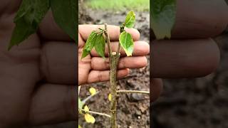 How to Grafting Hibiscus Flower Plant From Cutting #shorts #youtubeshorts #hibiscusplantgrafting