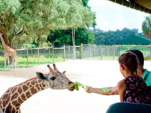 You Can Feed Giraffes at This Wildlife Preserve in Florida