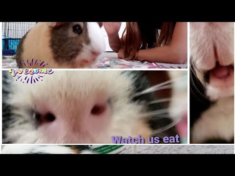 Guinea pig boars! Live cage stream