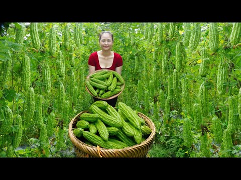 Harvest Bitter Gourd, go to Countryside market sell - Cook Bitter gourd according to country recipe