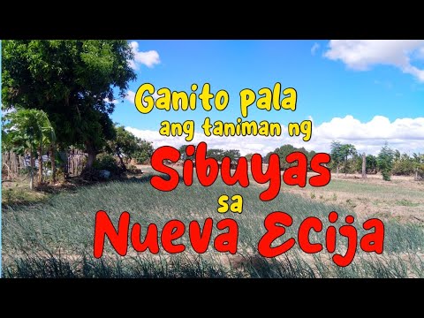 Sibuyas Farm in Nueva Ecija / Napaka Ganda pala #nuevaecija #sibuyas #buhayprobinsya