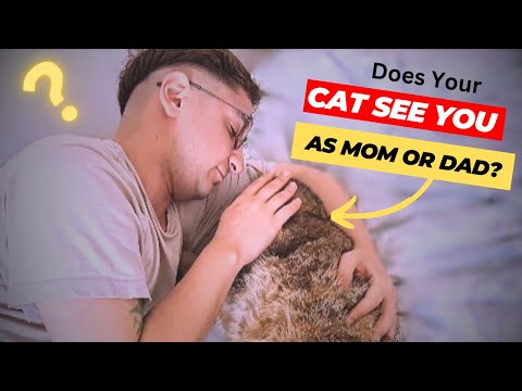 Does Your Cat See You as Mom or Dad? Signs to Watch For