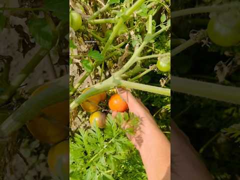 Tomato 🍅#tomato #tomatoes #gardening #harvesting #harvest #shorts #shortsfeed #viral #viralshorts