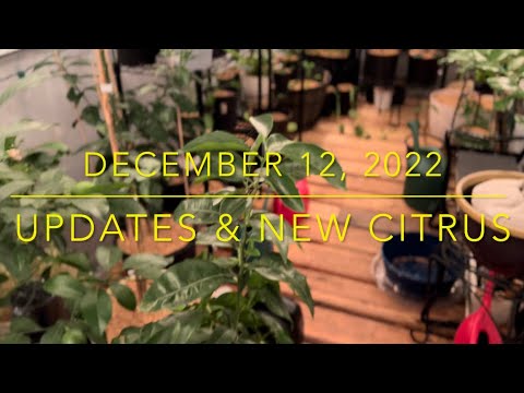 December updates and a new citrus | WA Zone 8b | Garden Vlog #5