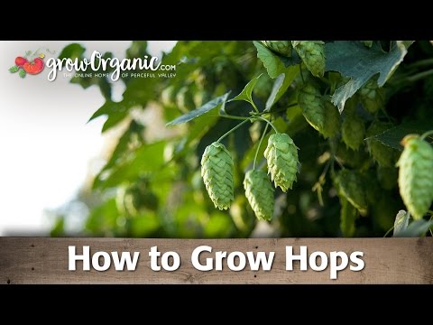 How To Grow Hops