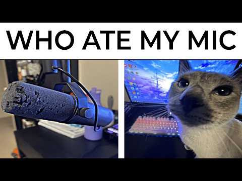 Cat Memes