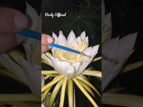 Pollinating Dragon Fruit Flower