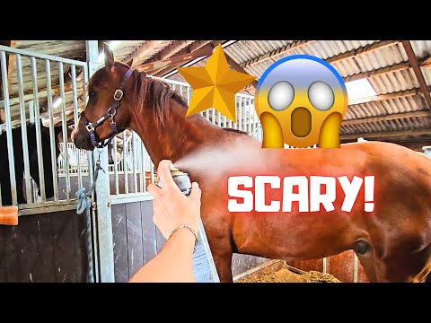 Fly spray is very scary!!! The foals are playing in the pasture | Friesian Horses