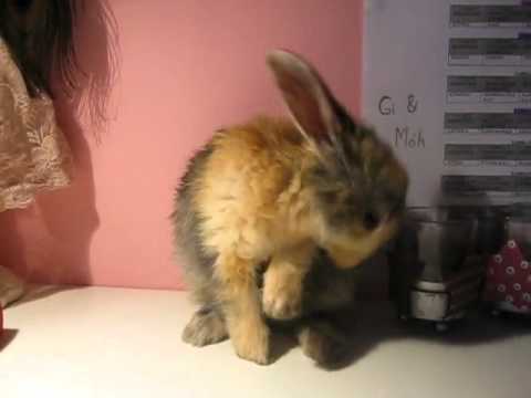 Cute little rabbits cleaning itself!