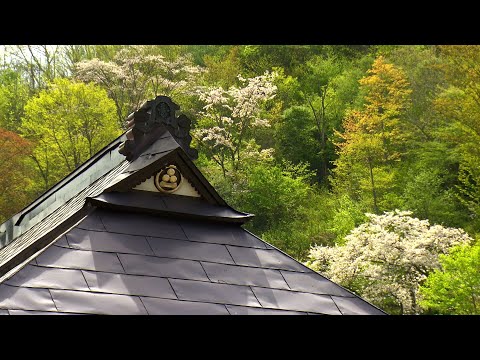 【映像】戸赤のヤマザクラ　福島・下郷町【カメラめせん⑥】