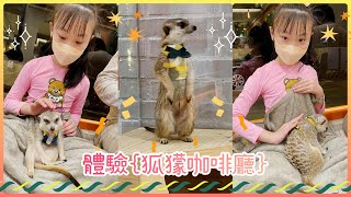 Karlie體驗🧡全新開幕！《Meerkat75 Café - 75度獴-敦南旗艦店》超可愛狐獴來襲#taipei#狐獴