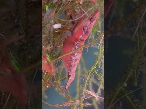 cherry shrimp plays the organ #shrimp #cherryshrimp #aquariumlife #fishtank #nature #organic #eat