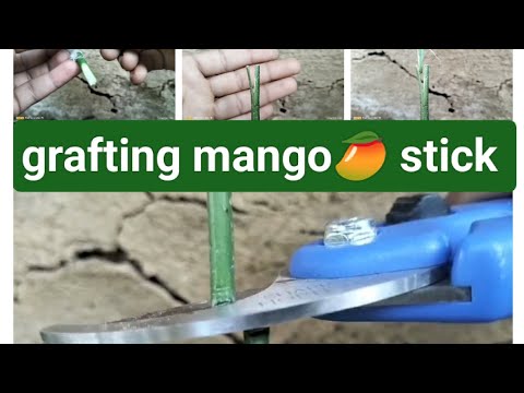 how to grow a mango tree 🌲 with mango stick 🥭