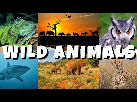 WILD ANIMALS | Learn Wild Animals Vocabulary