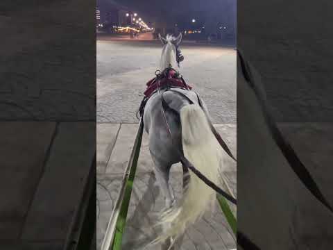 #horseriding #khalifapark #uae