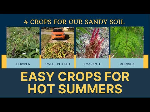 5 Crops To Plant This Summer for Self Sufficiency