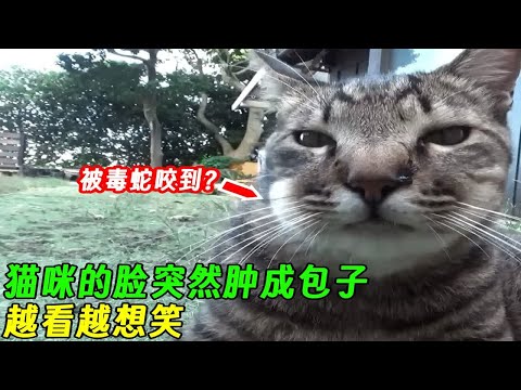 猫咪的脸突然肿成包子，越看越想笑，猫咪自己也知道没脸见人！