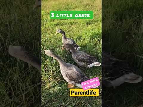 3 little geese #parentlife #goose #geese