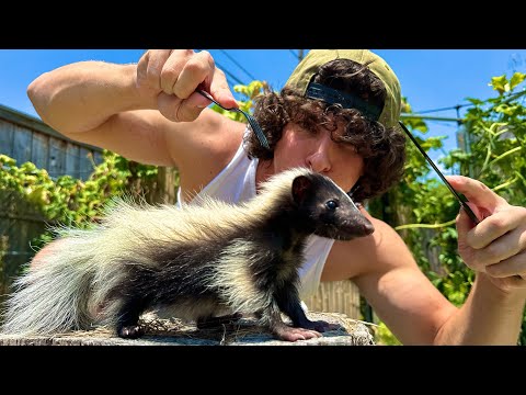 I Caught and Ate a Baby Skunk (cooking tutorial)